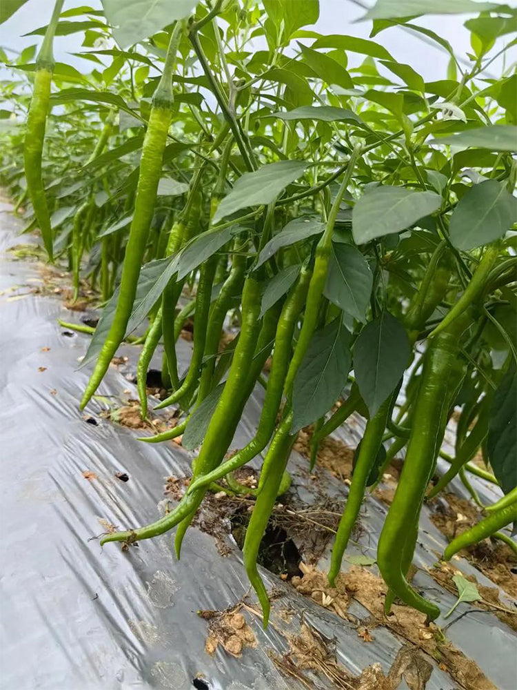 Erjingtiao Pepper