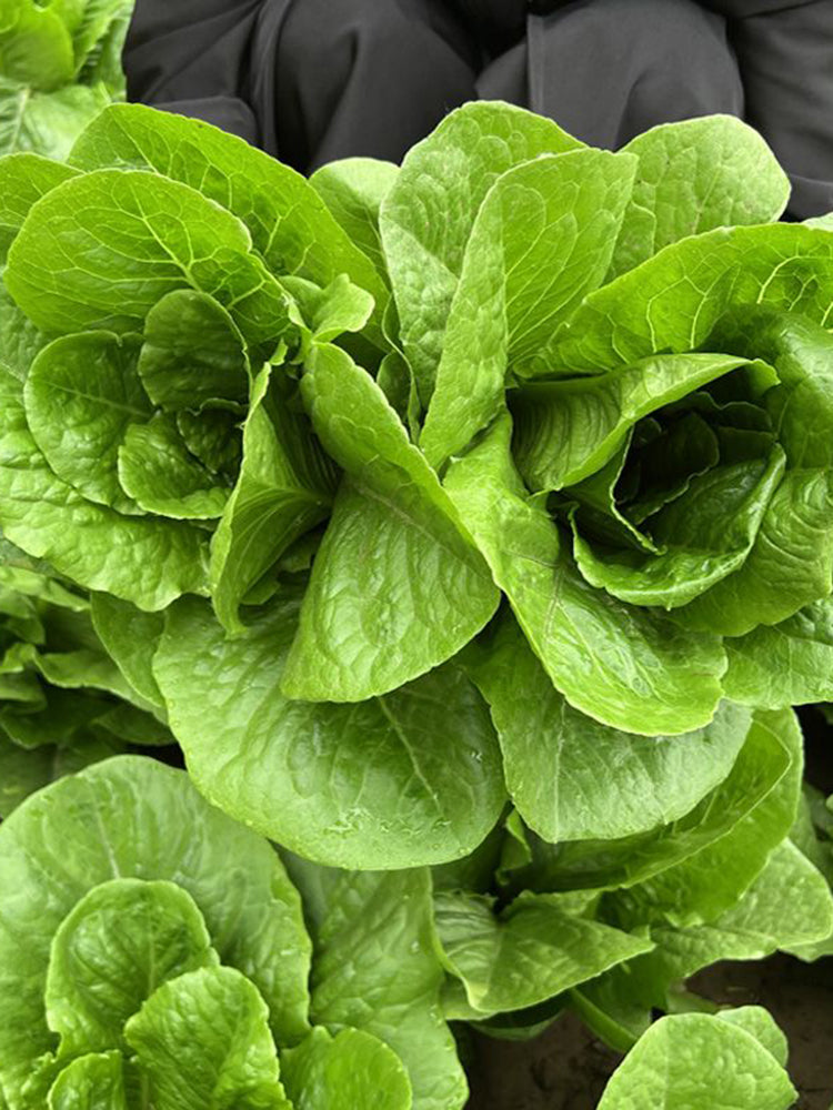 Jiemei Peacock Lettuce