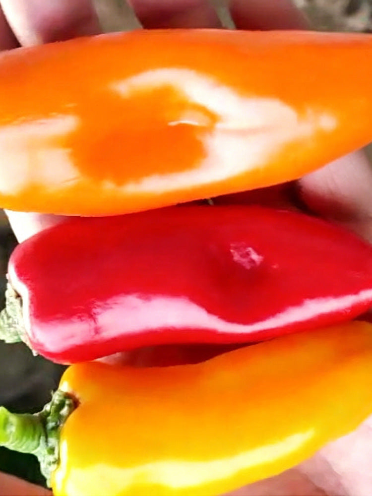 Mixed Color Fruit Pepper