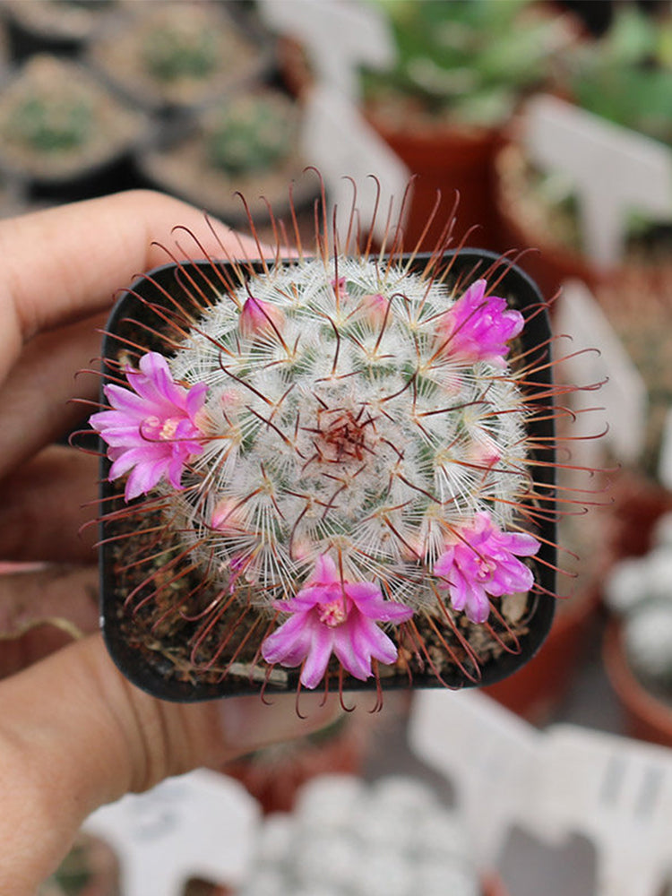 Mammillaria bombycina