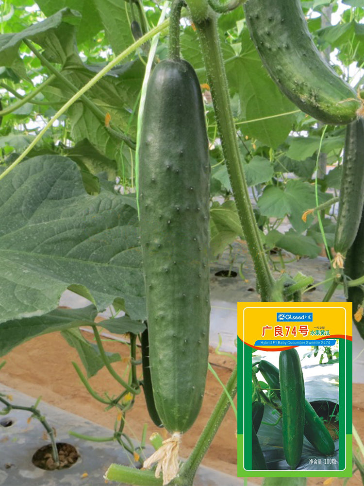 Guangliang No.74 Fruit Cucumbers