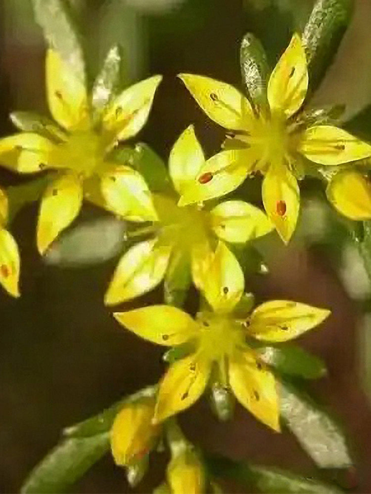 Reflexed Stonecrop (Petrosedum rupestre)