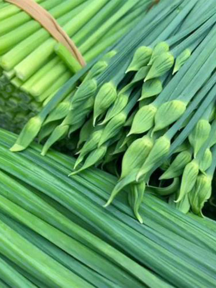 All-Season Garlic Chive Stalk