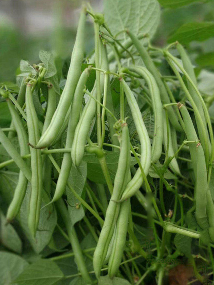 Huajun No.13 Snap Beans