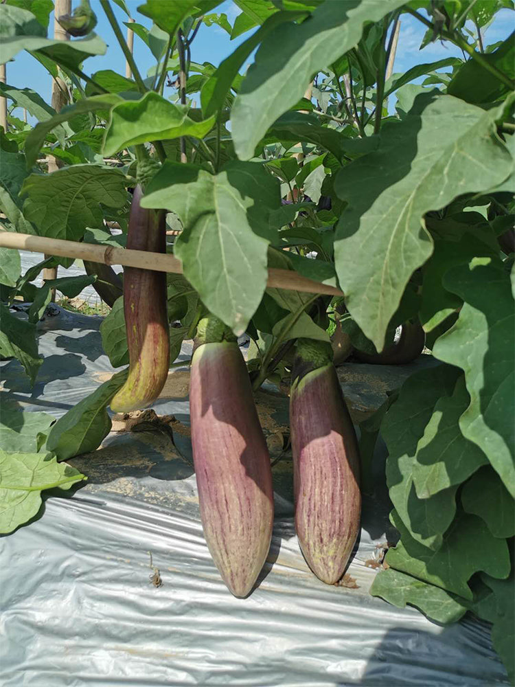 Yu Bamboo-Silk Eggplant No.881