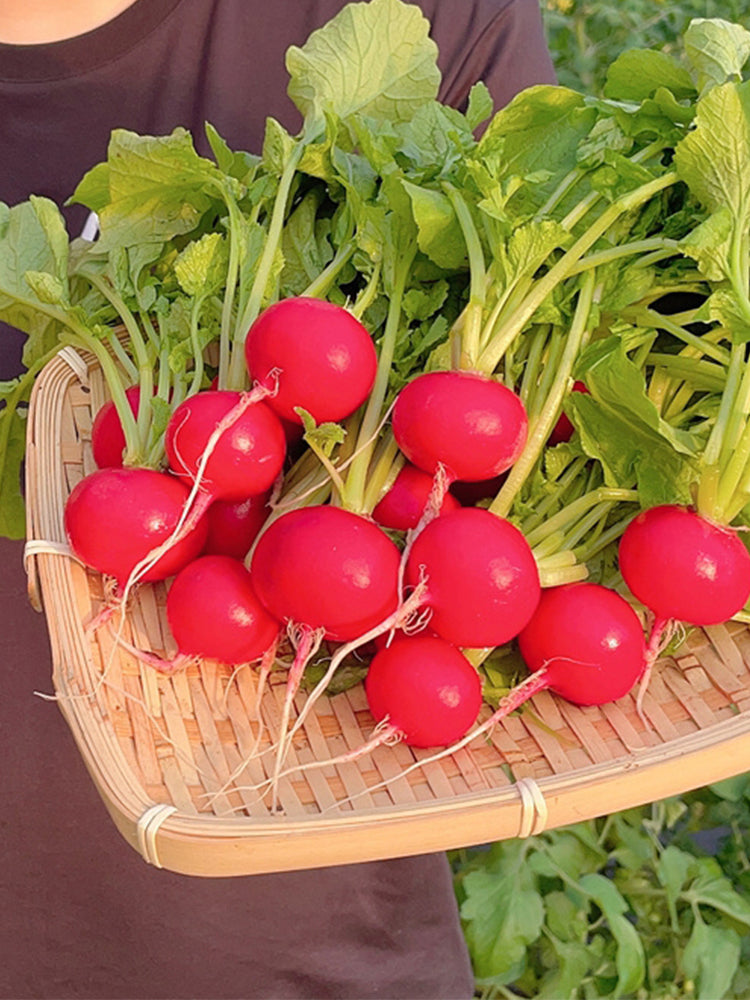 Red Cherry Radishs