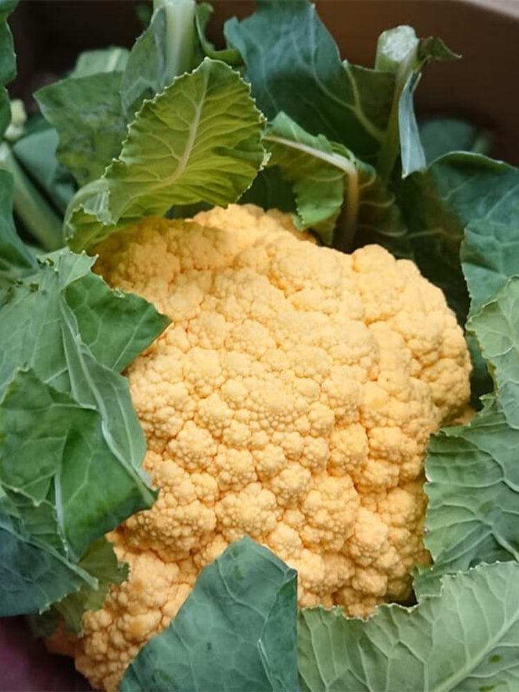 Orange Flower No.2 Cauliflowers