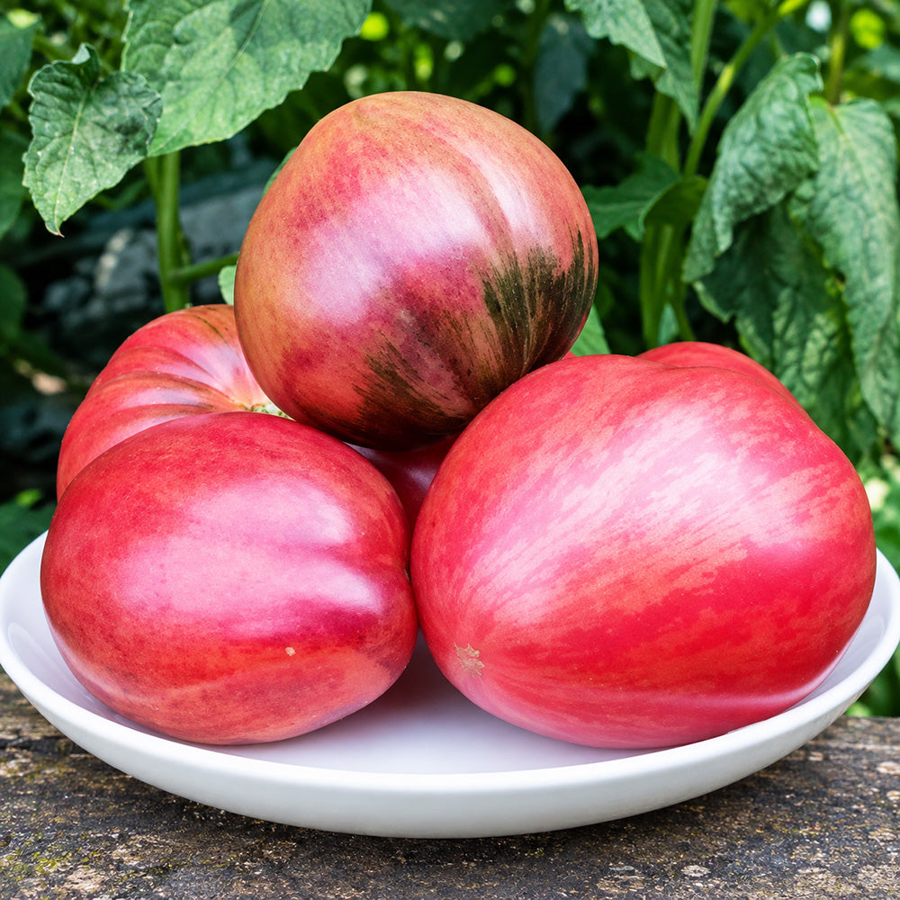 242 Dwarf Shadow Boxing Tomato