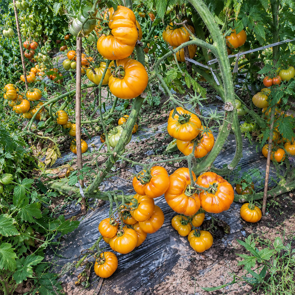 3 Dahlia Valle Tomato