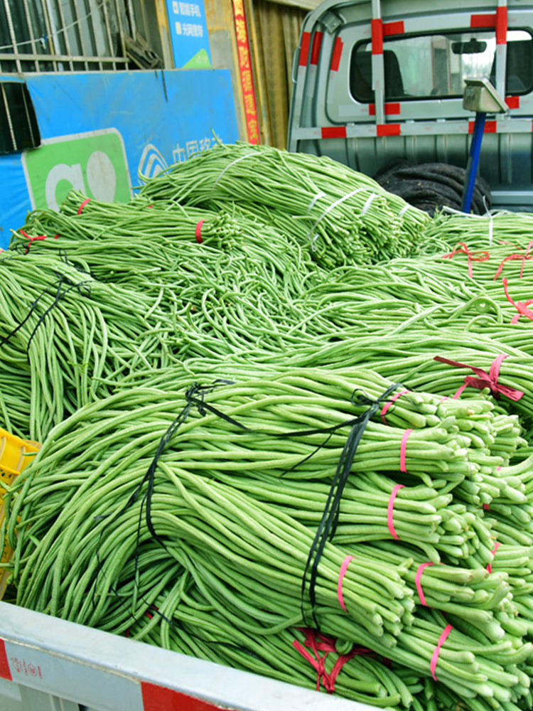 Continuously Harvestable 901 Yardlong Beans