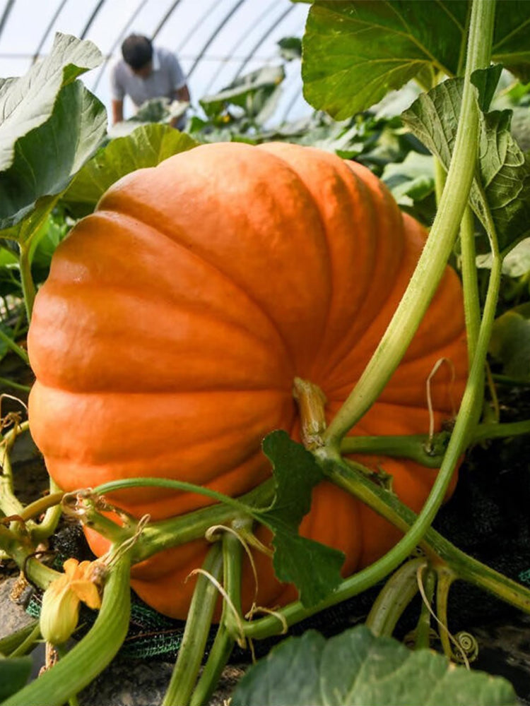 Giant Pumpkins