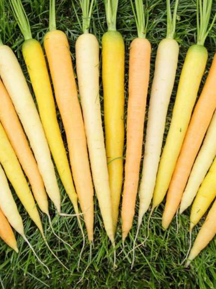 Rainbow Carrot