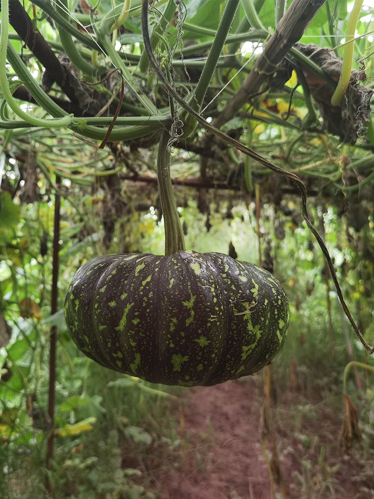 Mibei 306 Pumpkins