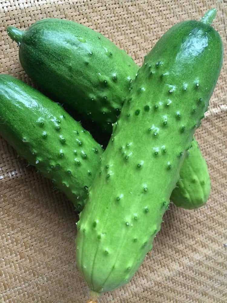 Trellis-Crushing Snack Cucumber