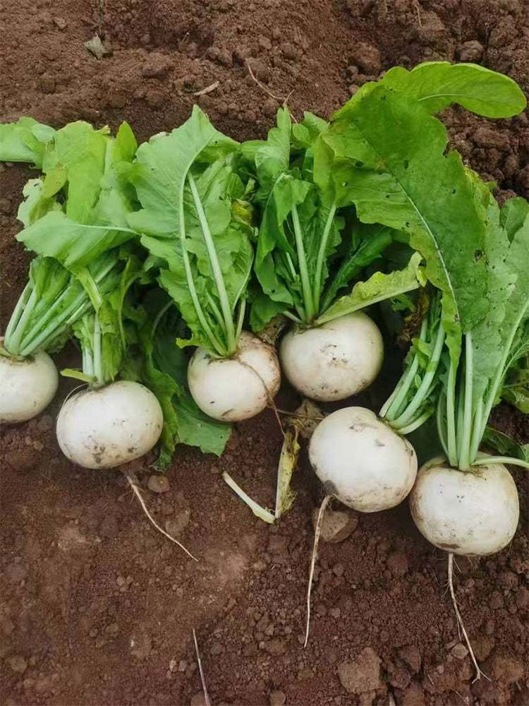Crystal-clear White Radish