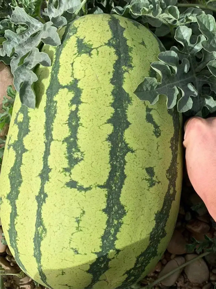 Xiashi No.5 Watermelons