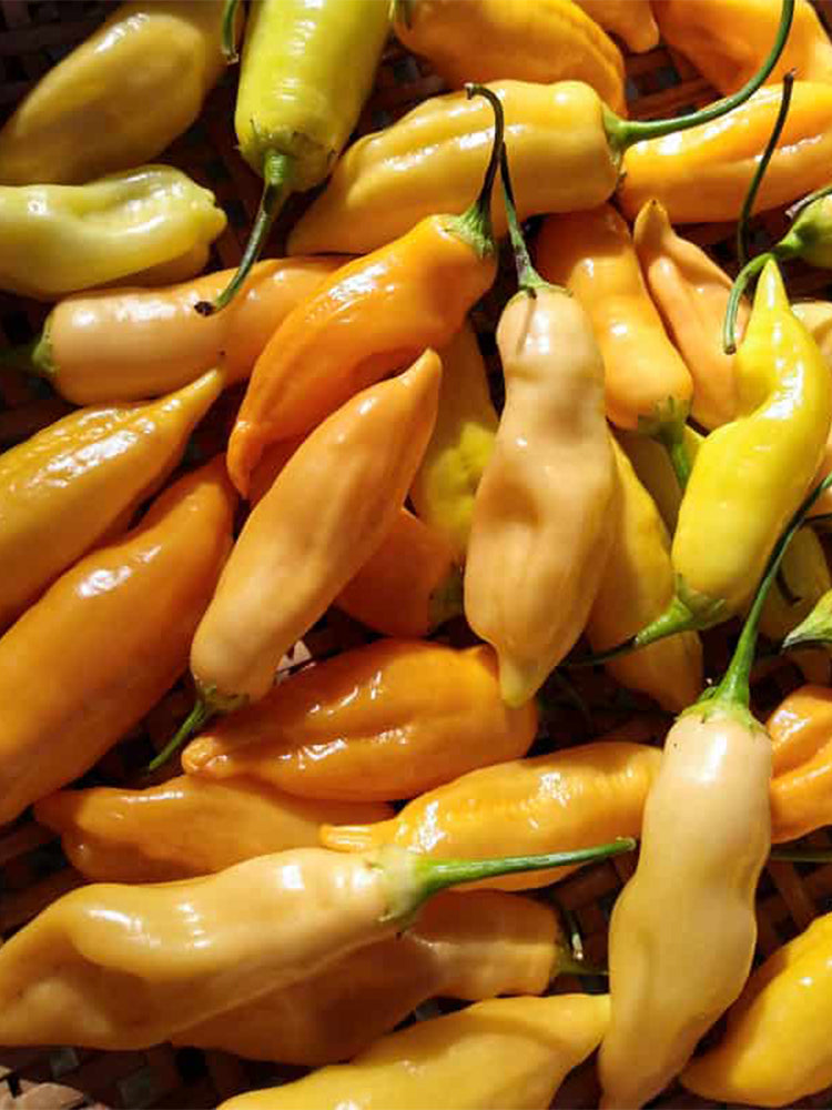 Sugar Peach Pepper