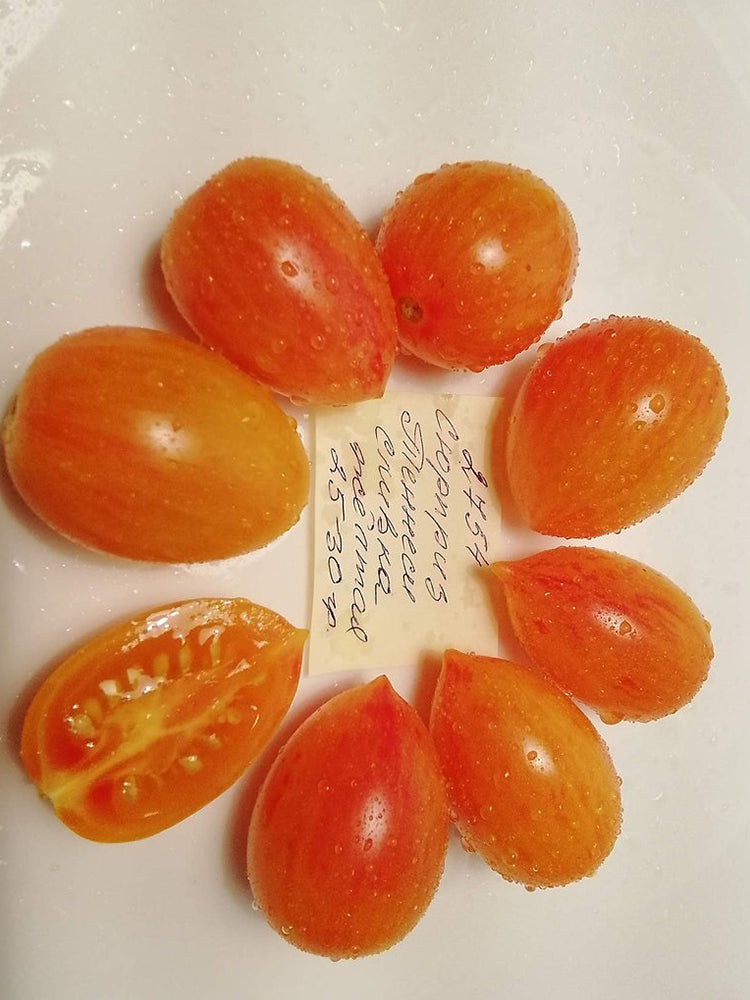 'Tennessee Surprise' Yellow Cream Tomato
