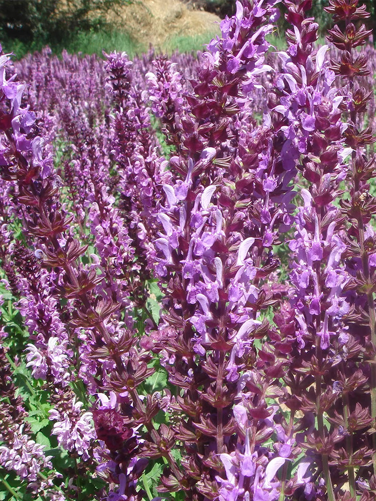 Purple Salvia (Salvia japonica Thunb.)