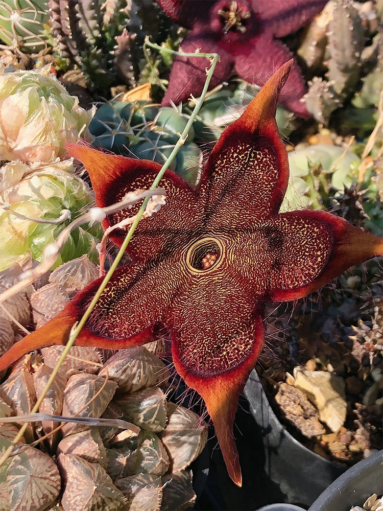 Carrion Flower (Stapelia spp.)