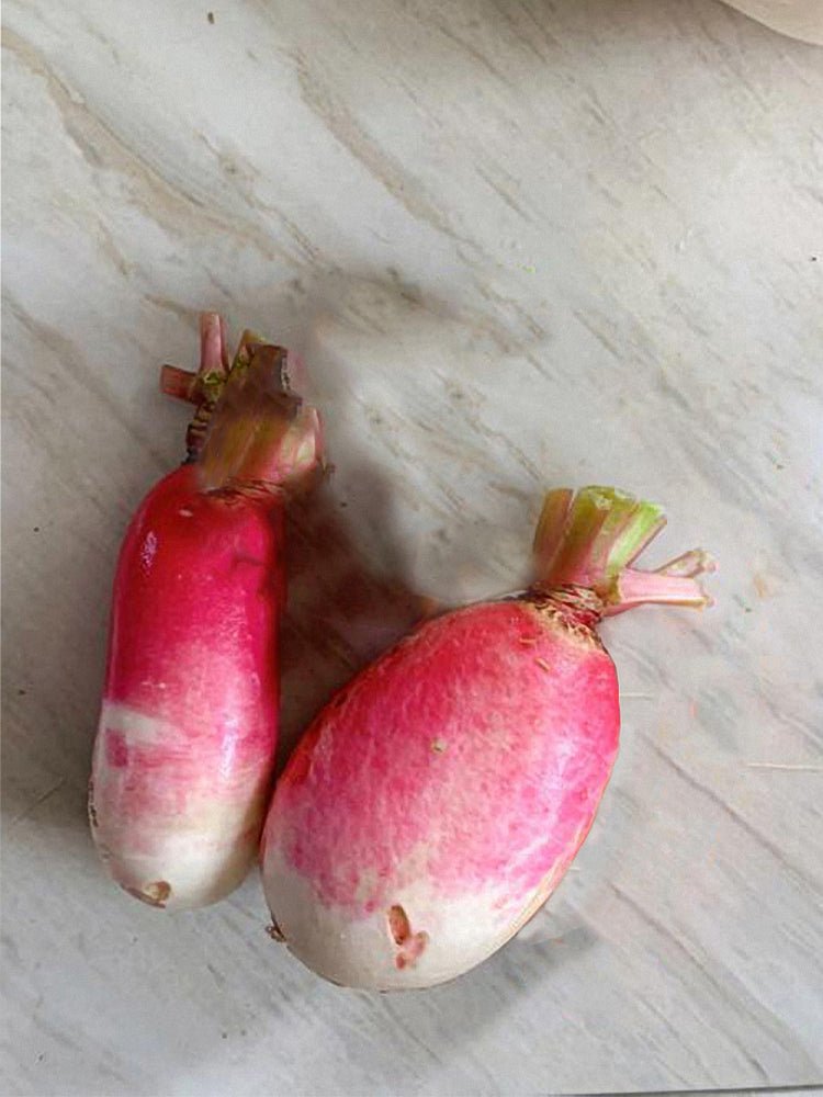 Sweet Pear' Radish (Raphanus sativus)