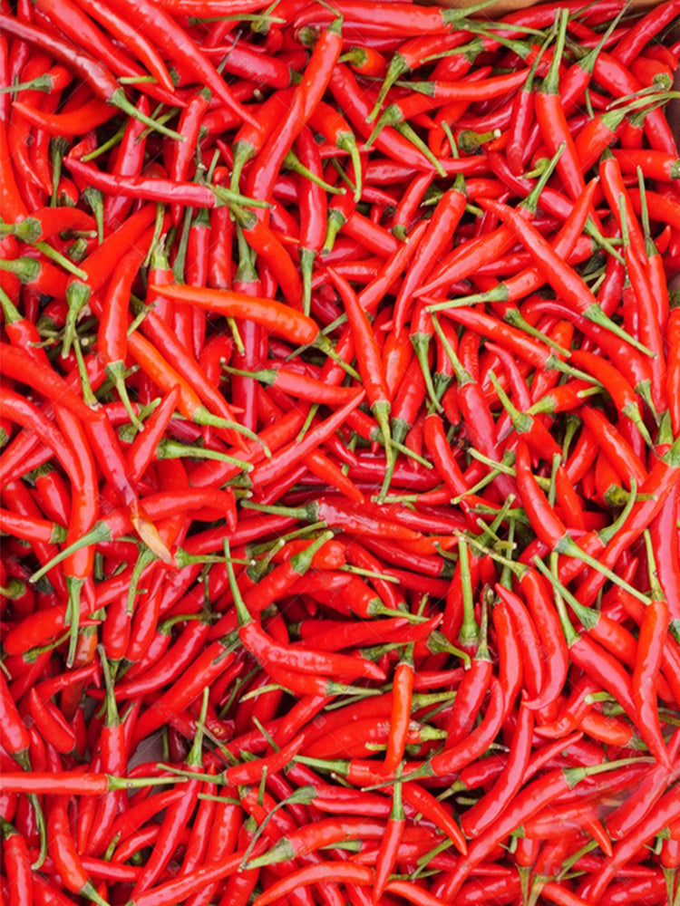 Tasty Upward-Growing Chili Peppers