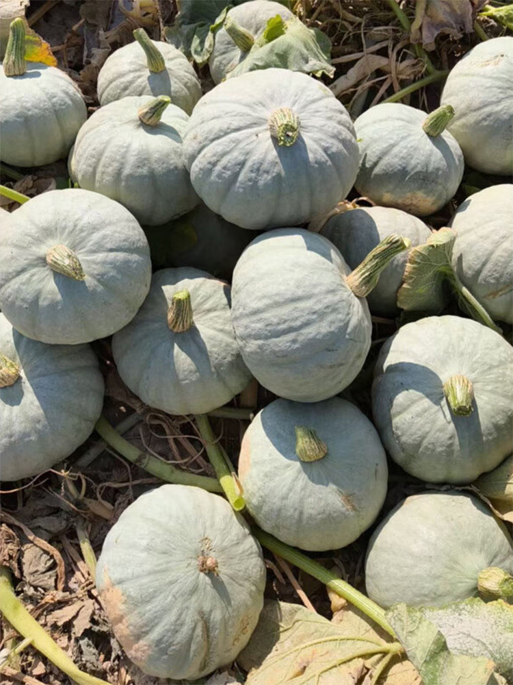 'Jiemei' Silver Chestnut Pumpkin