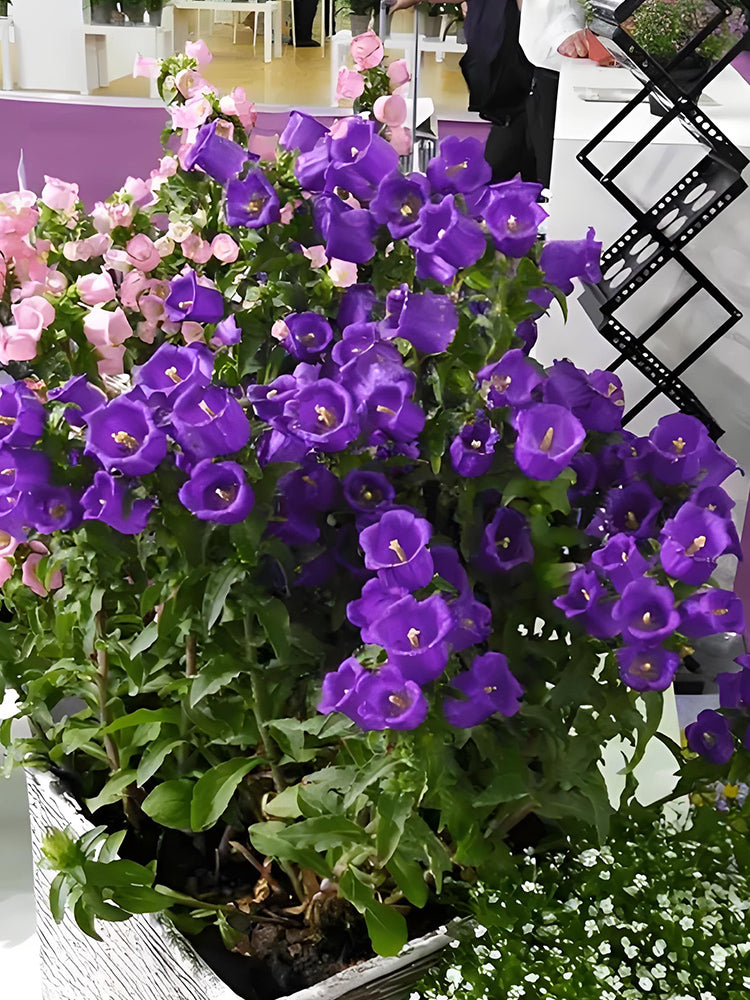 Canterbury Bells, Purple