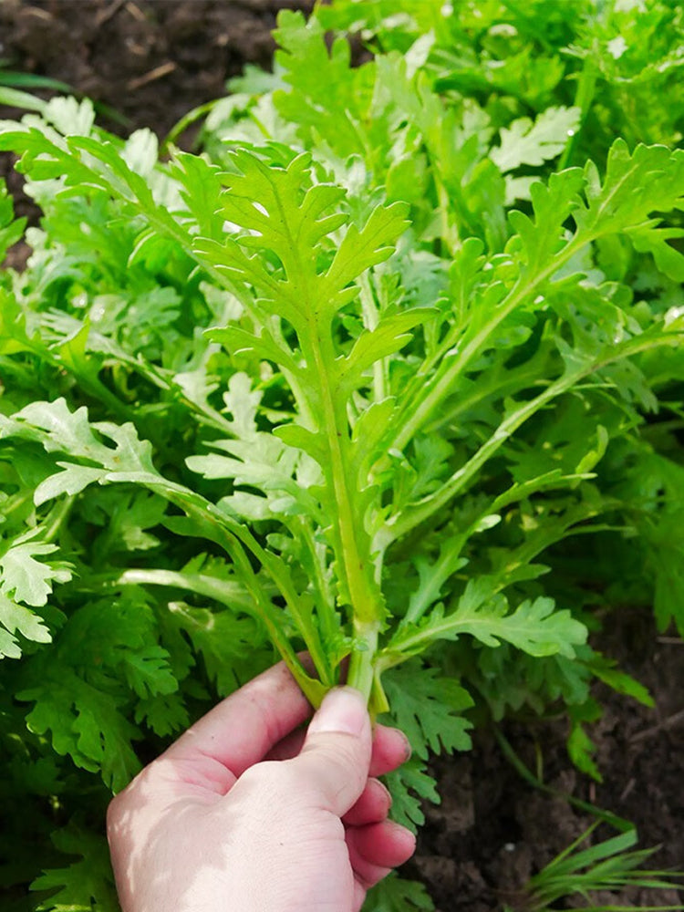 Fine-Leaved  Garland Chrysanthemum