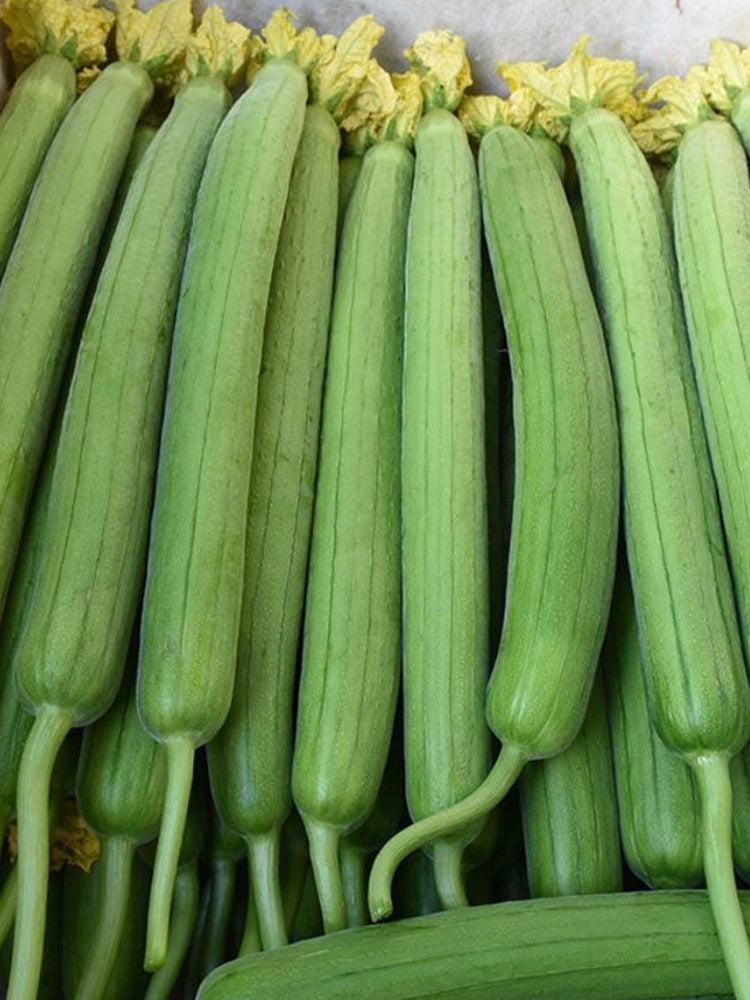 Long Fragrant Luffa