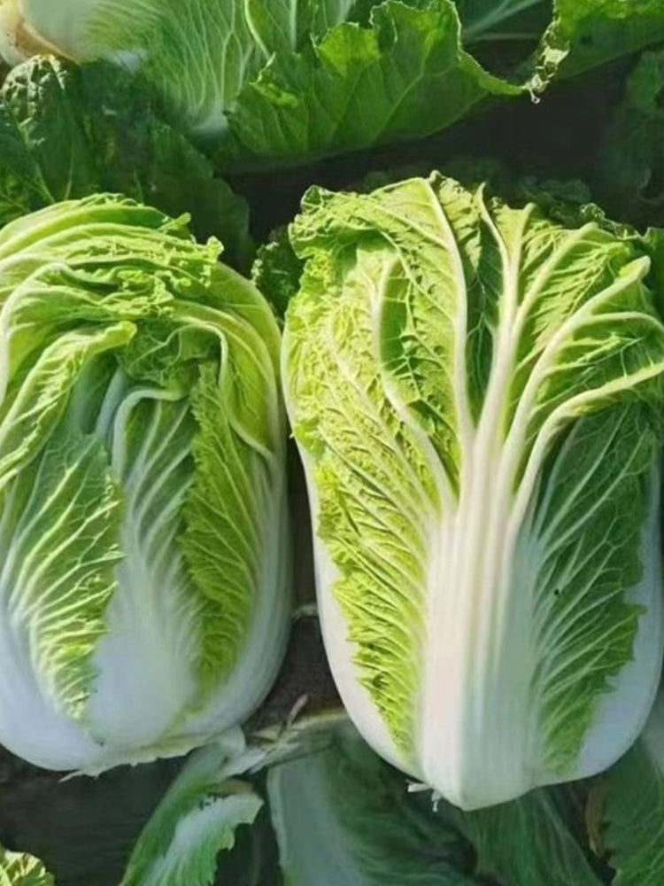 Improved Qingza No.3 Chinese Cabbage