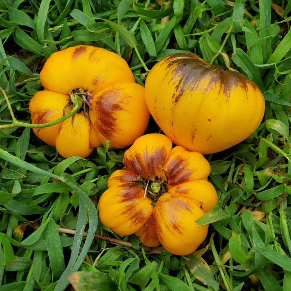 90 Purple Lightning Tomato