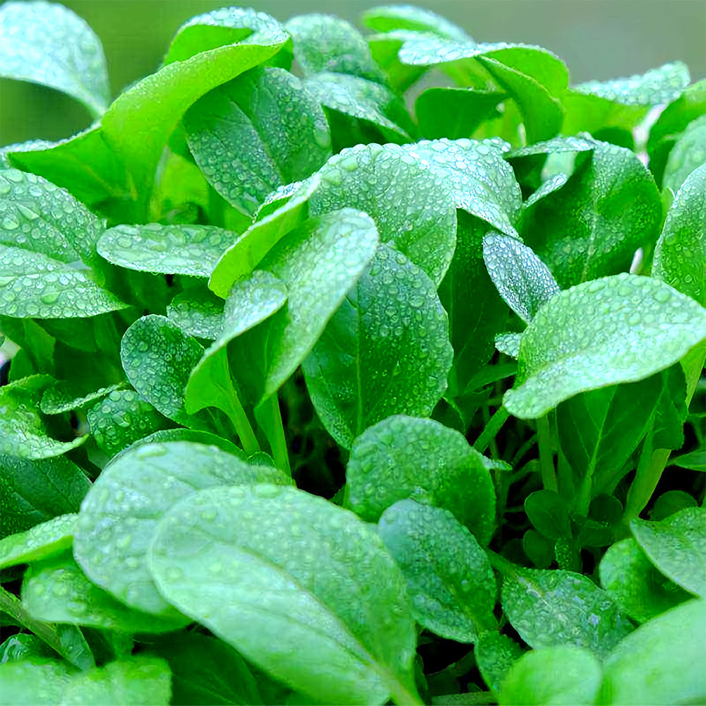 Jingyan® Organic Pak Choi Seeds