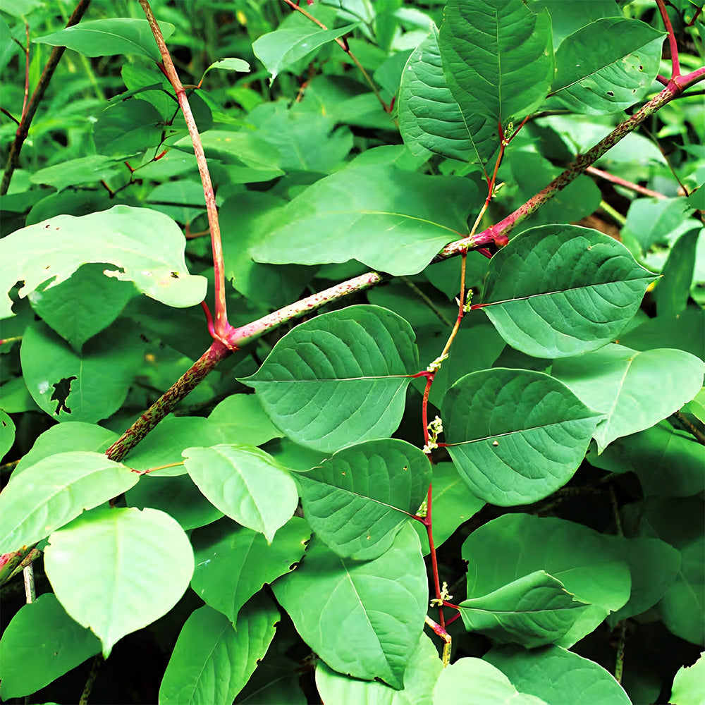 Bellfarm® Reynoutria japonica Seeds