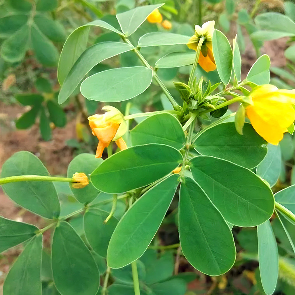 Bellfarm® Semen cassiae Seeds