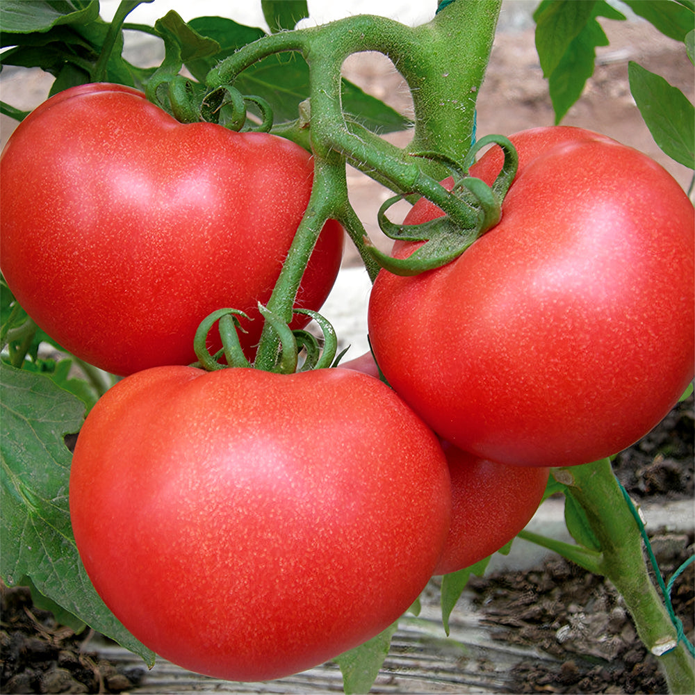 Harvest Brilliance: 5 Bags (200 Seeds / Bag) of 'China Veggies No.4' Tomatoes