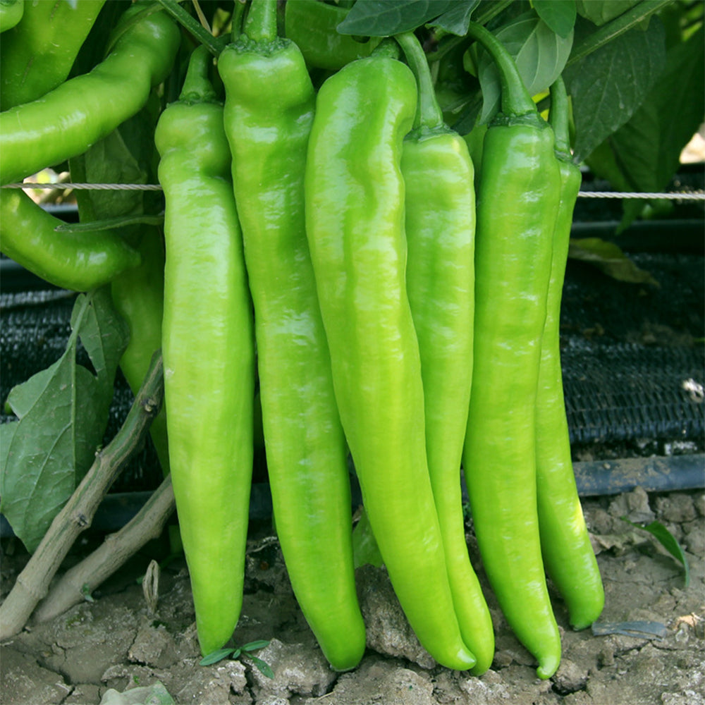 5 Bags (200 Seeds / Bag) of Crispy Spicy 'Lamb Horn' Peppers