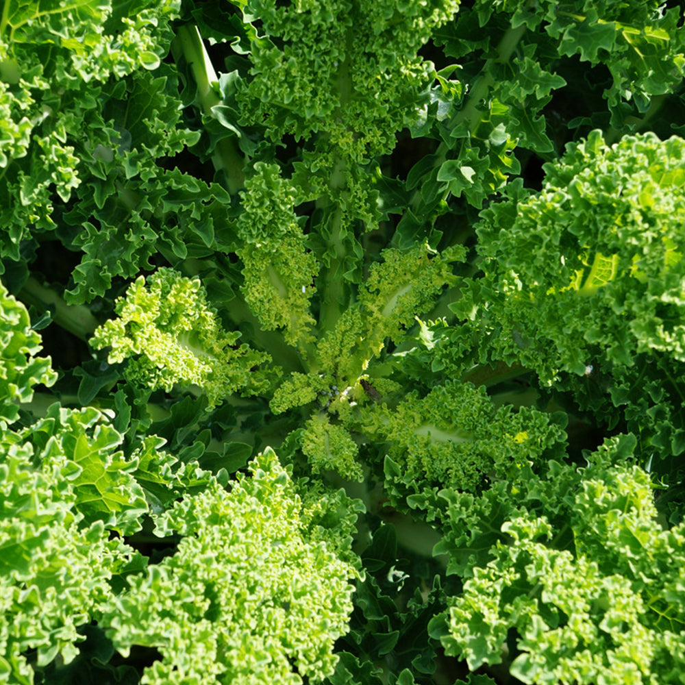 5 Bags (100 Seeds / Bag) of 'Blue Ridge' Kale