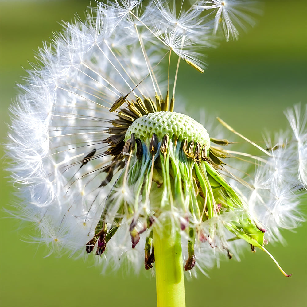 Bellfarm® Dandelion Seeds