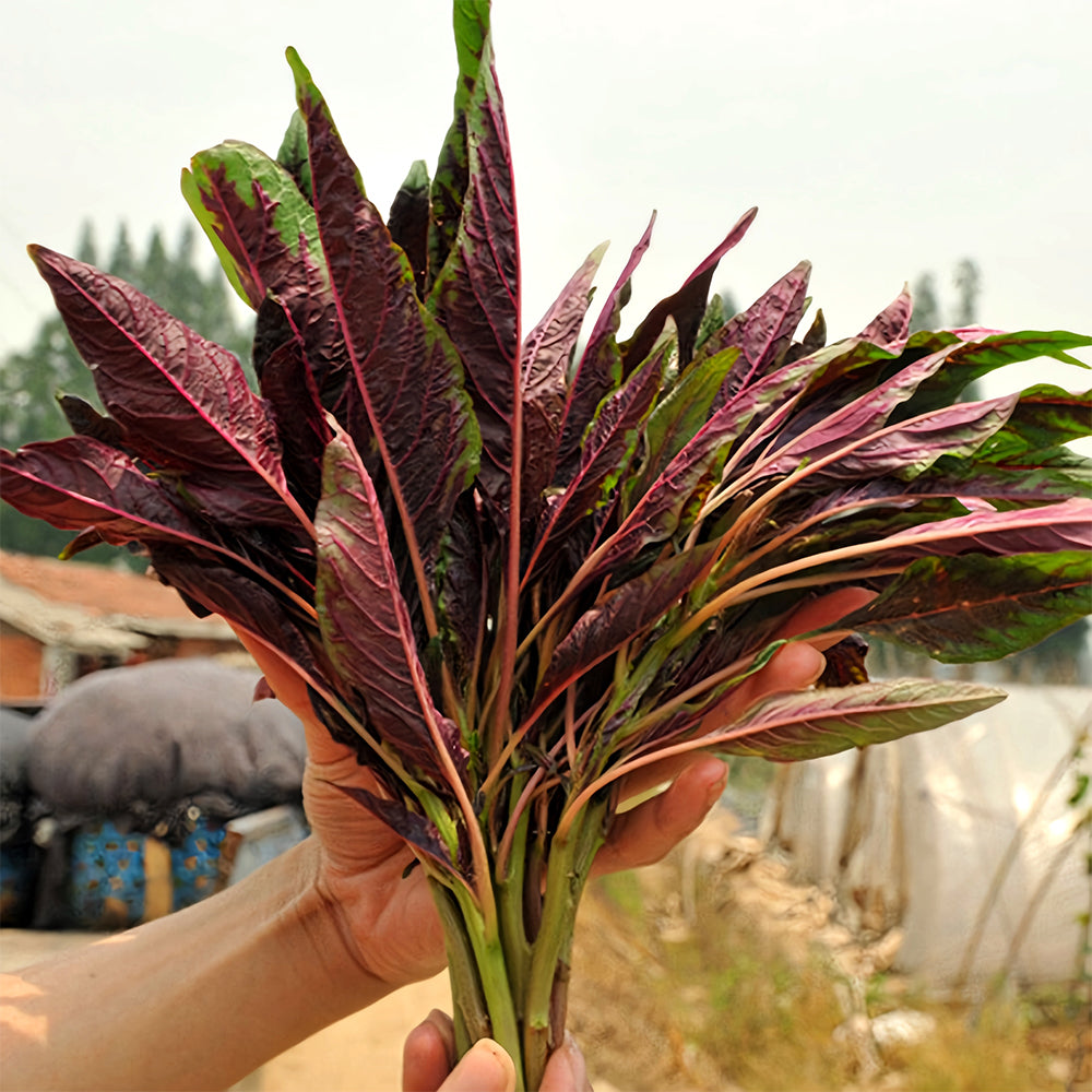 Edible Amaranth Seeds, Red Fine-leaved Vegetables