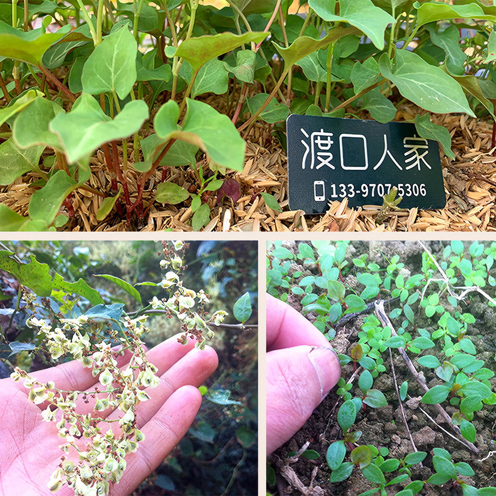 Premium Reynoutria Multiflora Seeds for Traditional Chinese Medicine