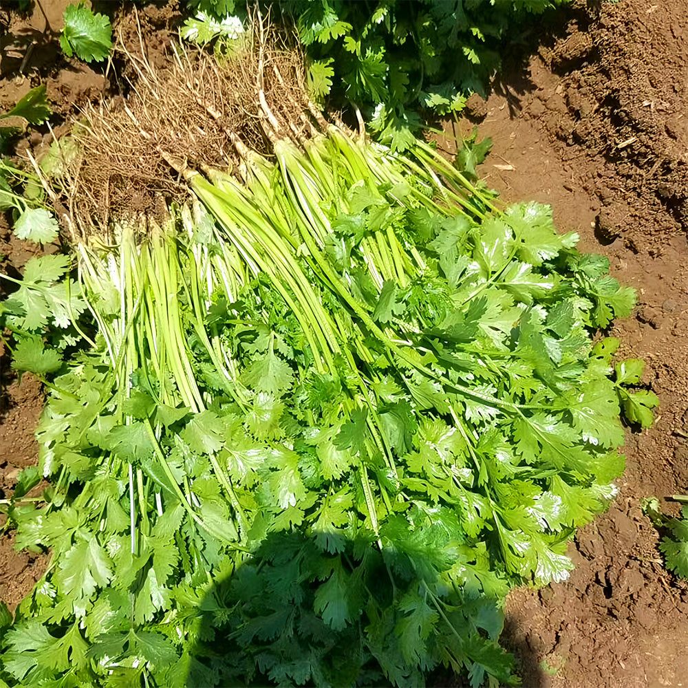 Jingyan® Organic Coriander Seeds