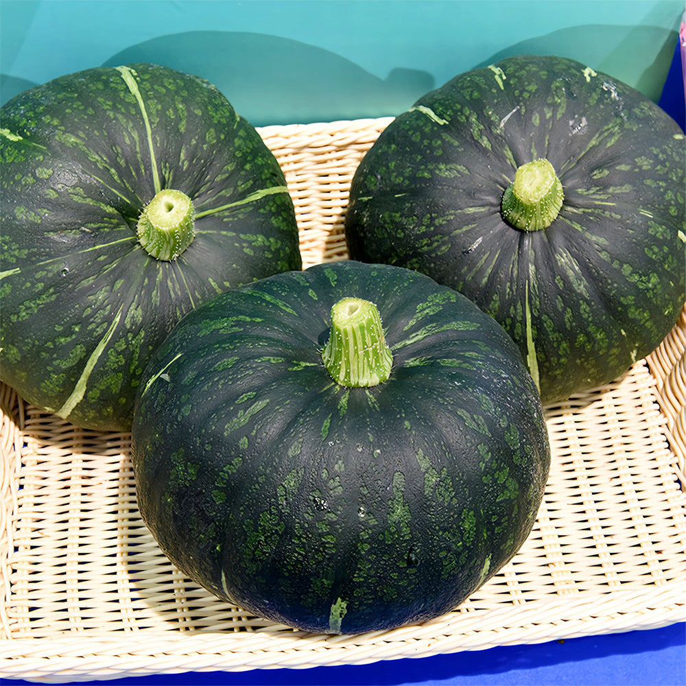 5 Bags (20 Seeds / Bag) of 'Green Baby' Small Pumpkin Seeds