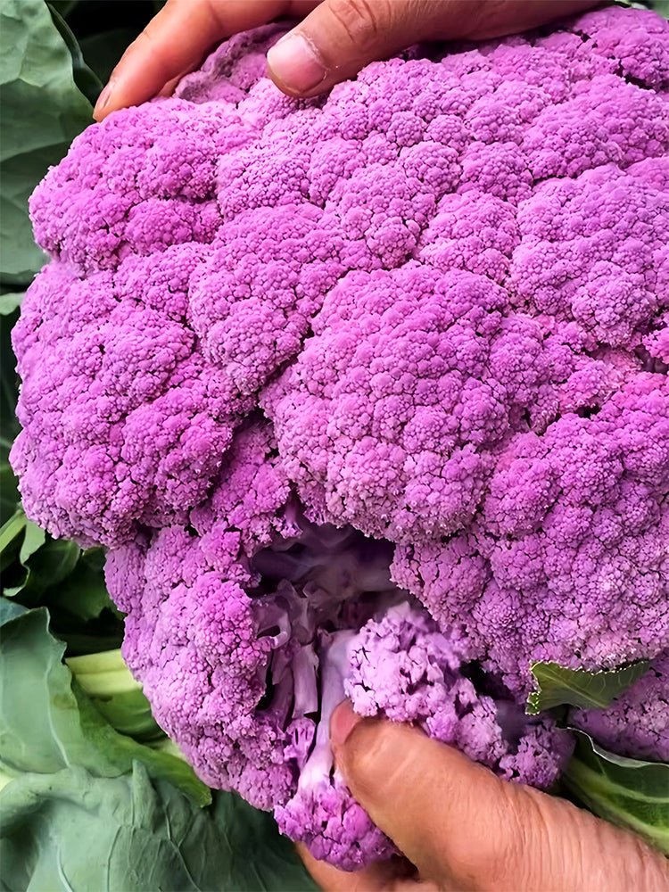 Cauliflower, Colourful Varieties