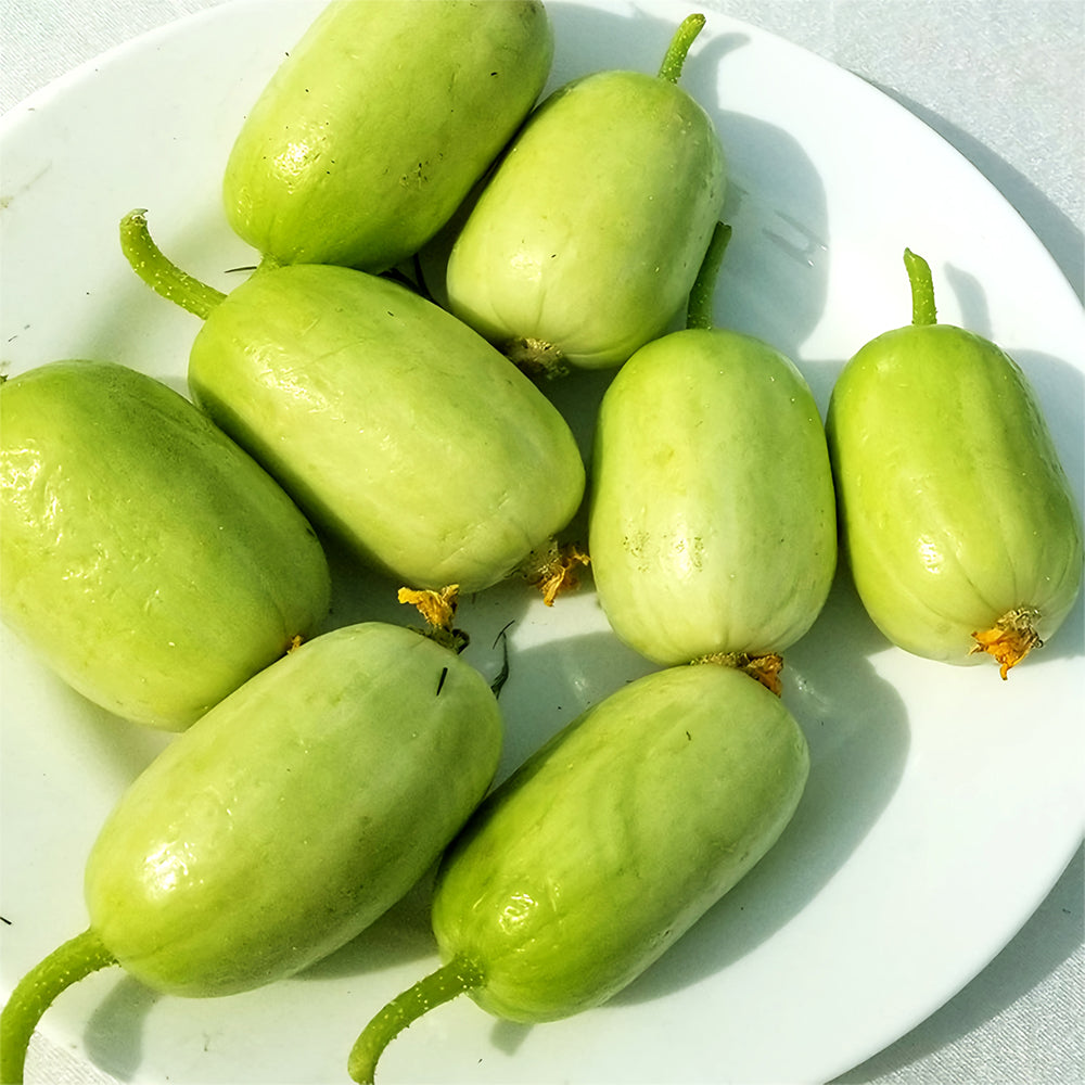 Golden Whispers Fruits: 5 Bags (10 Seeds/Bag) of Petite Creamy Thumb Cucumbers