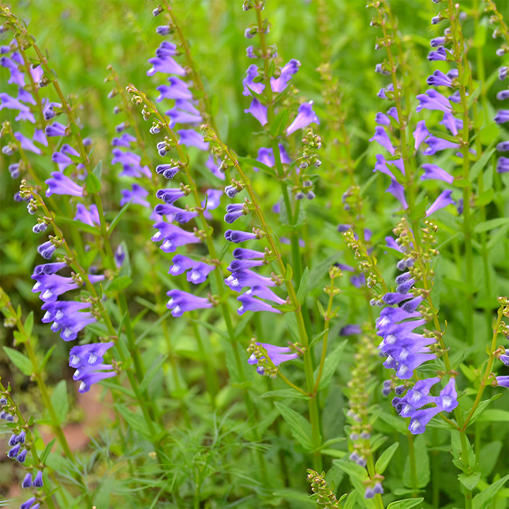 Bellfarm® Barbed Skullcap Seeds