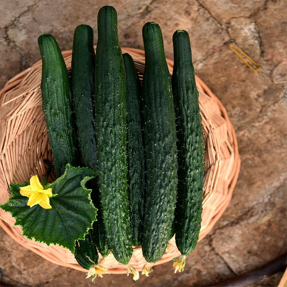Classic Harvest: 5 Bags (60 Seeds/Bag) of 'Jinyan No.4' Thorny Green Cucumbers