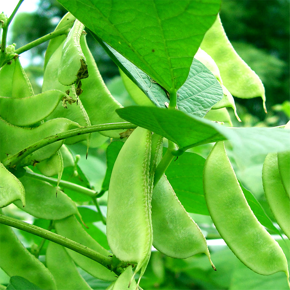 Refreshing Green Hues: 5 Bags (10 Seeds / Bag) of Hyacinth Bean