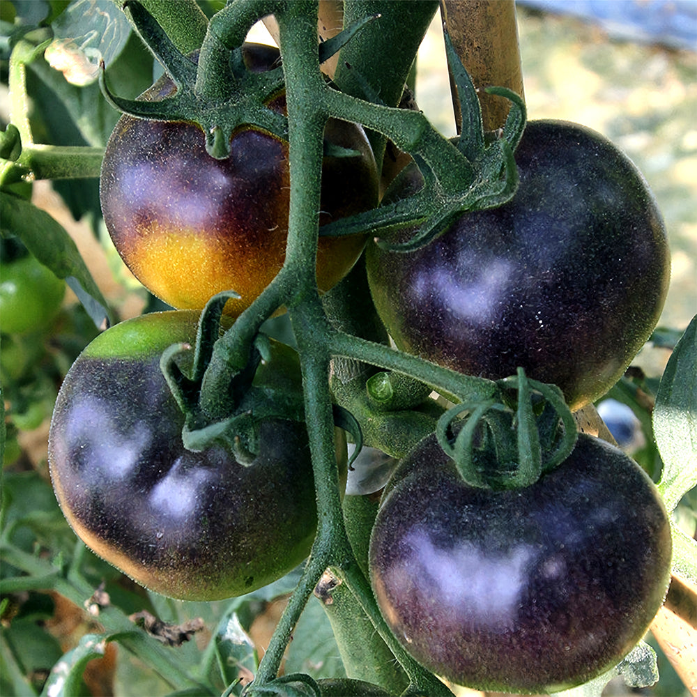 Cultivate Curiosity: 5 Bags (100 Seeds / Bag) of 'Daheiren' Black Tomatoes