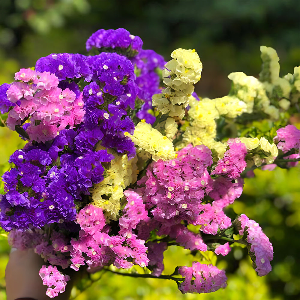 Your Garden's Crown: Wavyleaf Sea Lavender Seeds
